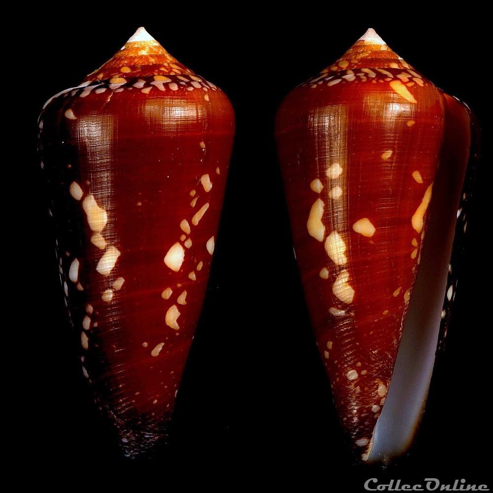 coquillage fossile gastropodum darioconus crocatus lamarck 1810