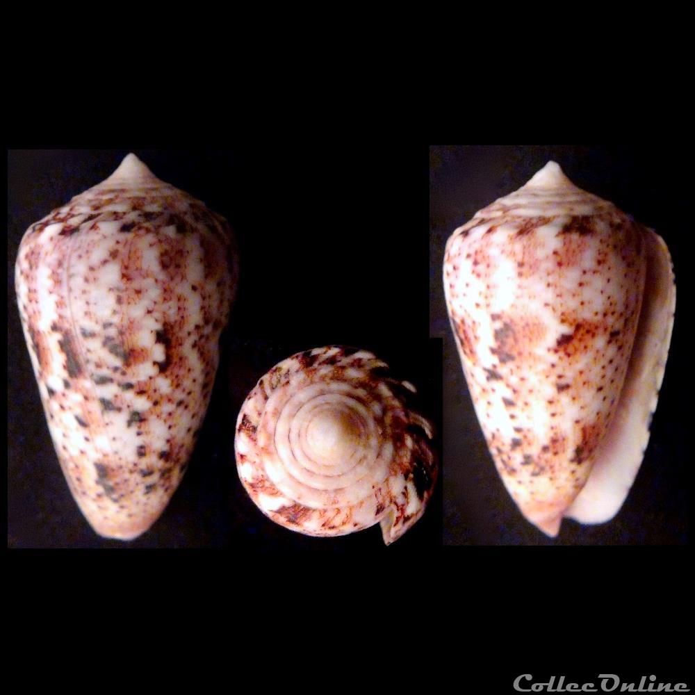 Puncticulis zeylanicus (Gmelin, 1791) coquillage fossile gastropodum puncticulis zeylanicus gmelin 1791
