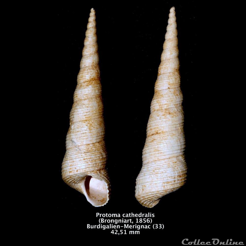 coquillage fossile invertebre protoma cathedralis brongniart 1856