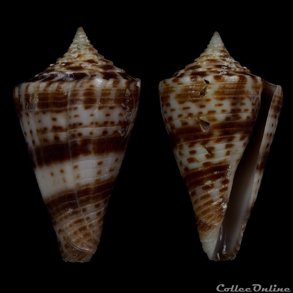 Conasprella wakayamaensis (Kuroda, 1956) coquillage fossile gastropodum conasprella wakayamaensis kuroda 1956