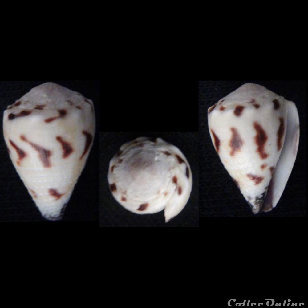 Harmoniconus musicus (Hwass in Bruguière, 1792) coquillage fossile gastropodum harmoniconus musicus hwass in bruguiere 1792
