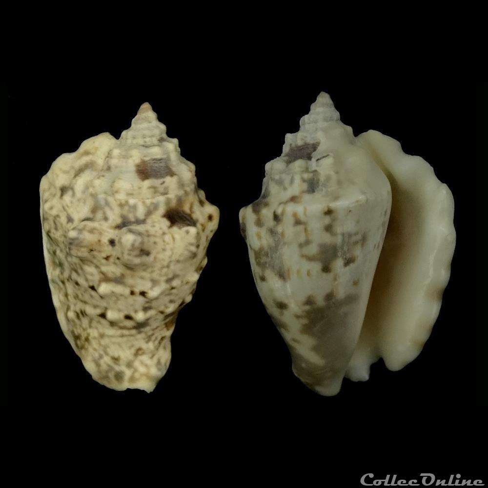 Lentigo lentiginosus (Linnaeus, 1758) coquillage fossile gastropodum lentigo lentiginosus linnaeus 1758