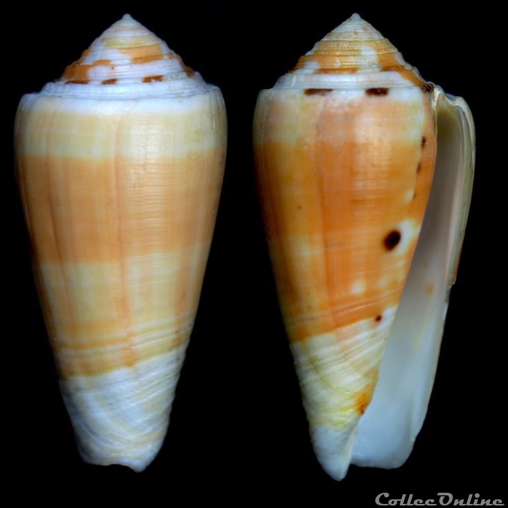Pionoconus barthelemyi f. jeanduvali (Bernardi, 1861) coquillage fossile gastropodum pionoconus barthelemyi f jeanduvali bernardi 1861