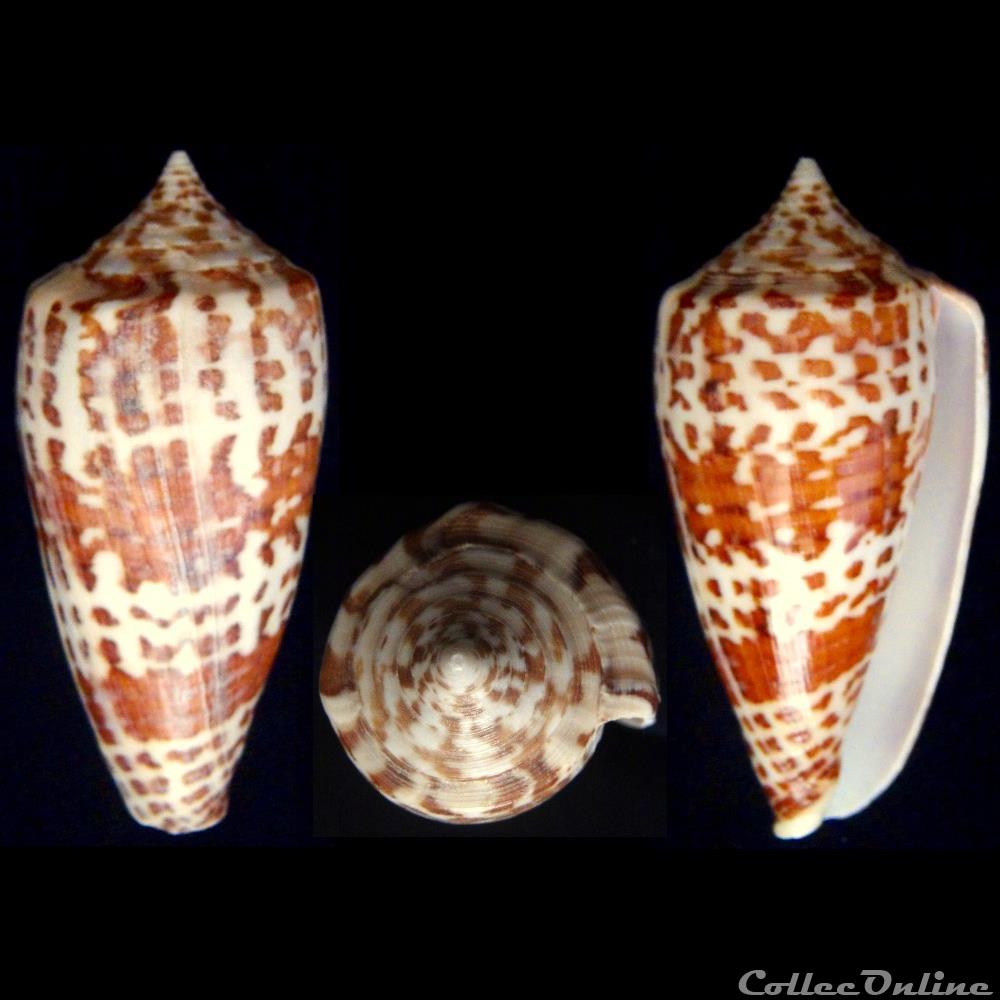 Phasmoconus (Phasmoconus) lynceus (Sowerby II, 1858) coquillage fossile gastropodum phasmoconus phasmoconus lynceus sowerby ii 1858