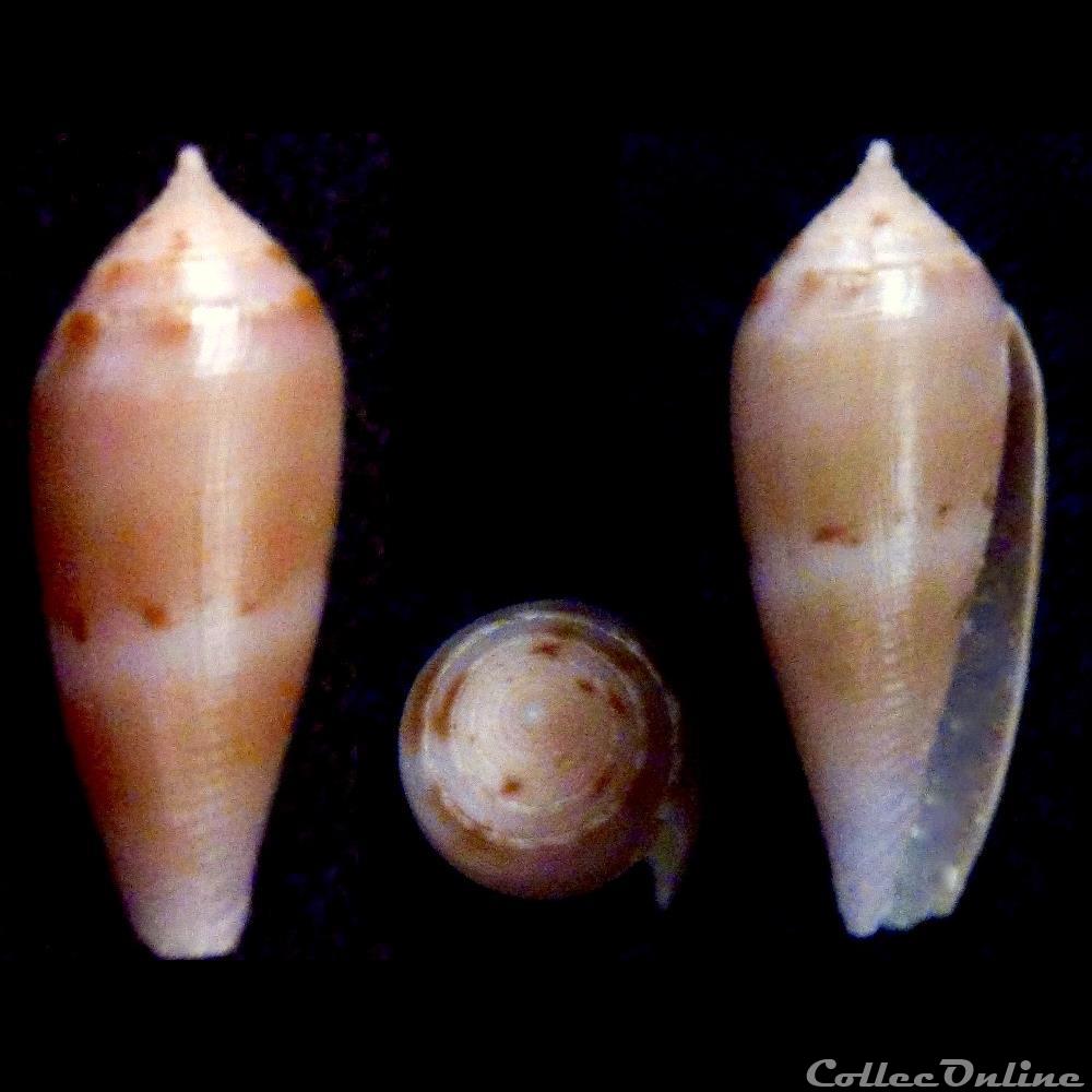 Leporiconus granum (Röckel & Fischöder, 1985) coquillage fossile gastropodum leporiconus granum rockel fischoder 1985