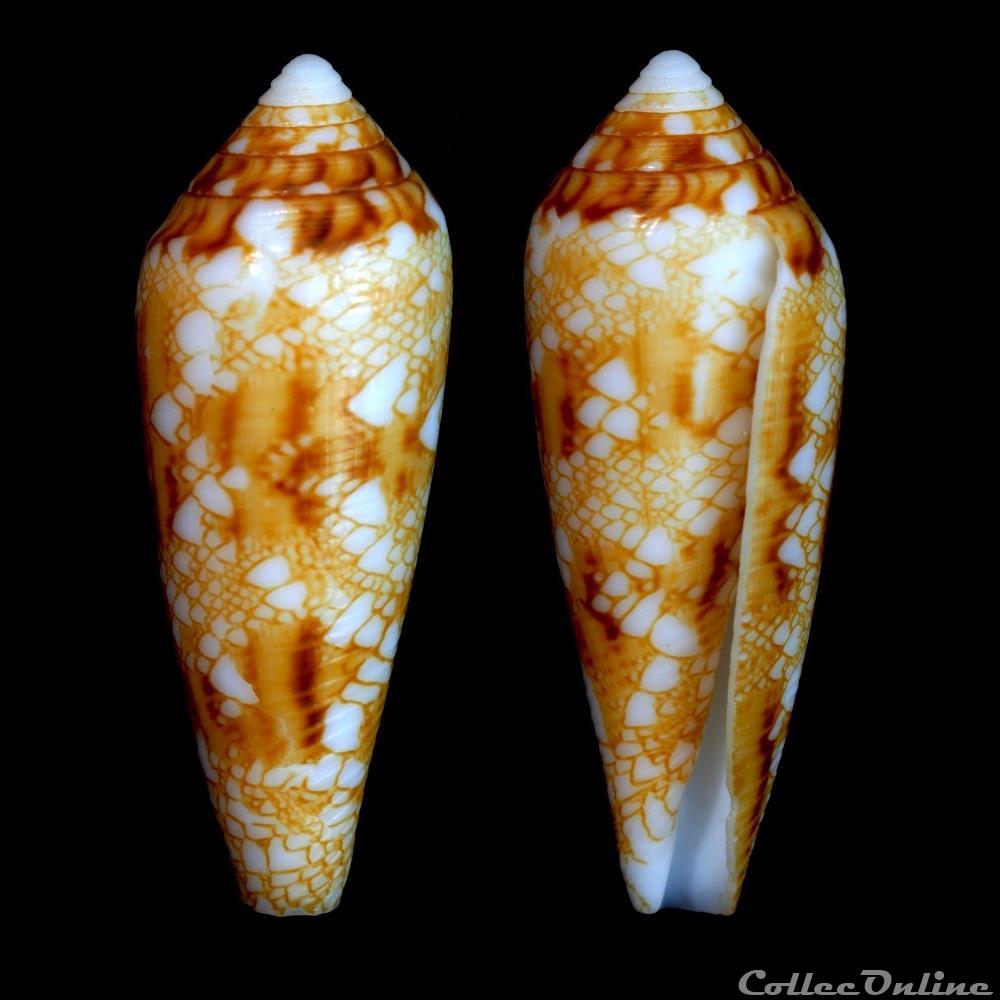 Darioconus auricomus (Hwass, 1792) coquillage fossile gastropodum darioconus auricomus hwass 1792
