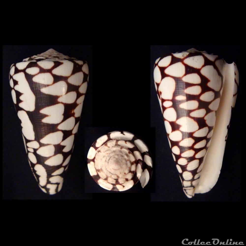 Conus marmoreus (Linnaeus, 1758) coquillage fossile gastropodum conus marmoreus linnaeus 1758