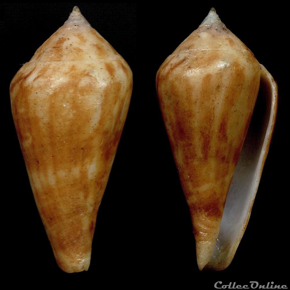 Profundiconus limpalaeri Tenorio & Monnier, 2016 coquillage fossile gastropodum profundiconus limpalaeri tenorio monnier 2016