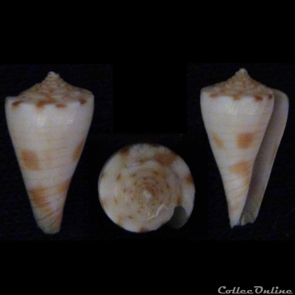 Kioconus pseudokimioi (da Motta & Mar n, 1982) coquillage fossile gastropodum kioconus pseudokimioi da motta mar n 1982
