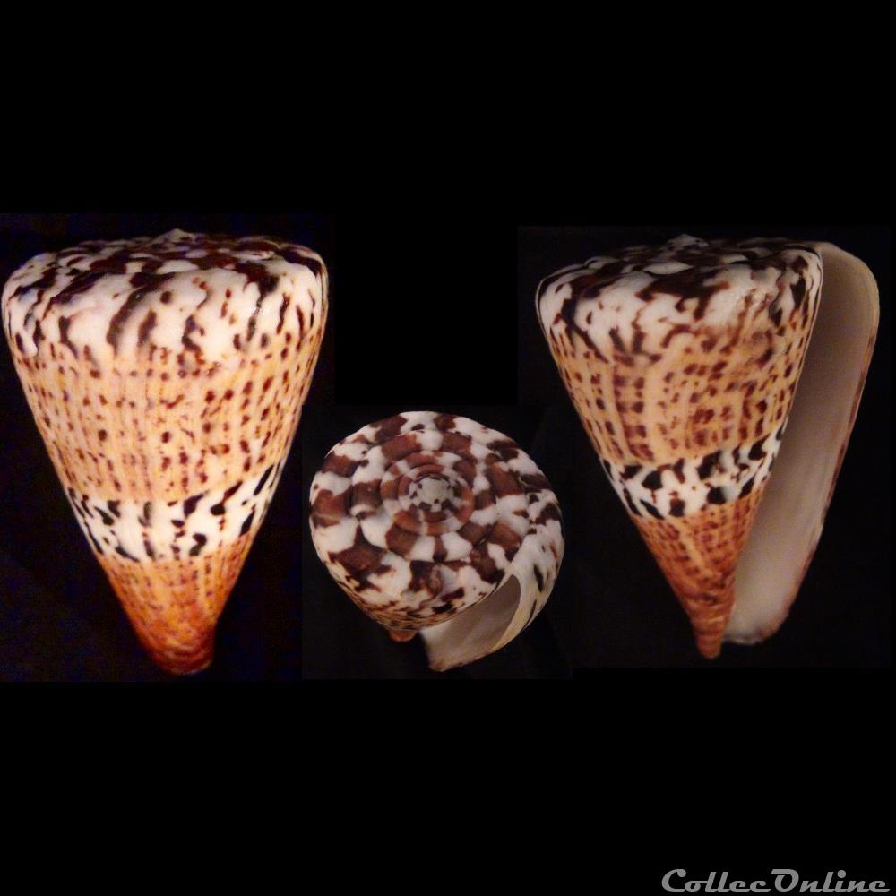 Rhizoconus capitaneus (Linnaeus, 1758) coquillage fossile gastropodum rhizoconus capitaneus linnaeus 1758