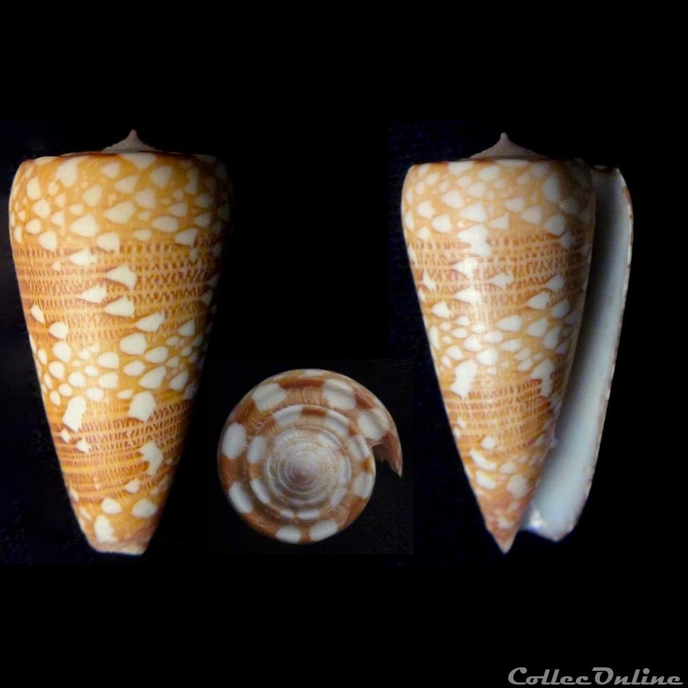 coquillage fossile gastropodum eugeniconus victor victor broderip 1842
