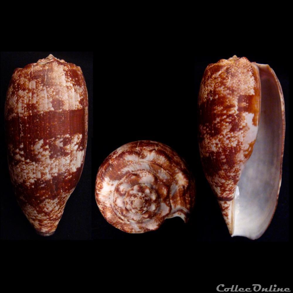 coquillage fossile gastropodum gastridium geographus linnaeus 1758