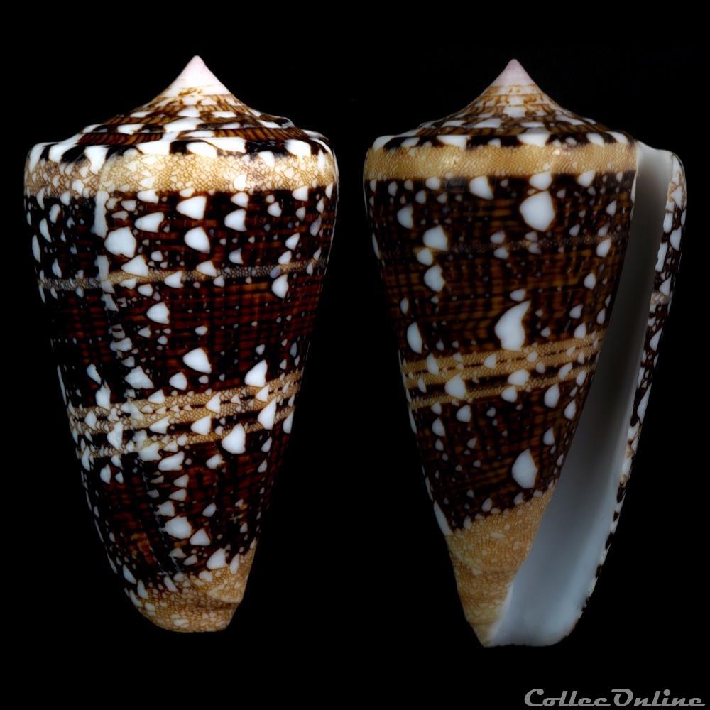 Cylindrus ammiralis (Linnaeus, 1758) coquillage fossile gastropodum cylindrus ammiralis linnaeus 1758
