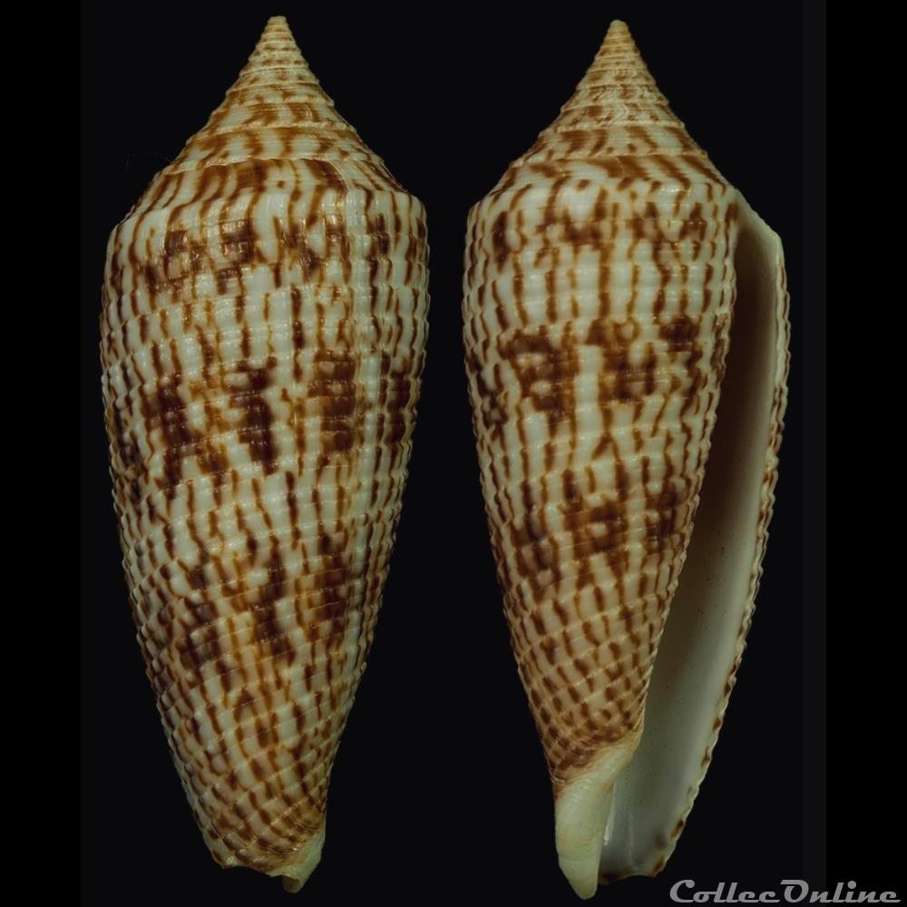 Phasmoconus (Phasmoconus) australis (Holten, 1802) coquillage fossile gastropodum phasmoconus phasmoconus australis holten 1802