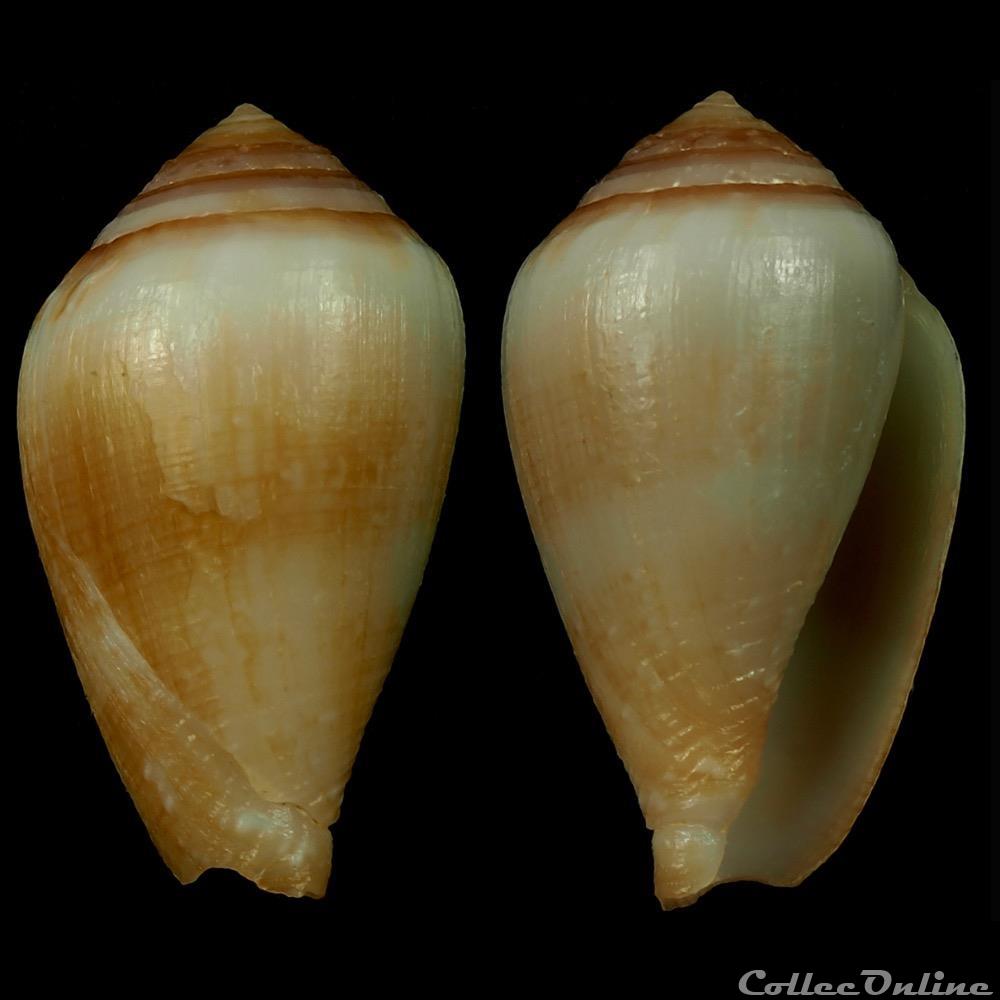 Californiconus californicus (Reeve, 1844) coquillage fossile gastropodum californiconus californicus reeve 1844