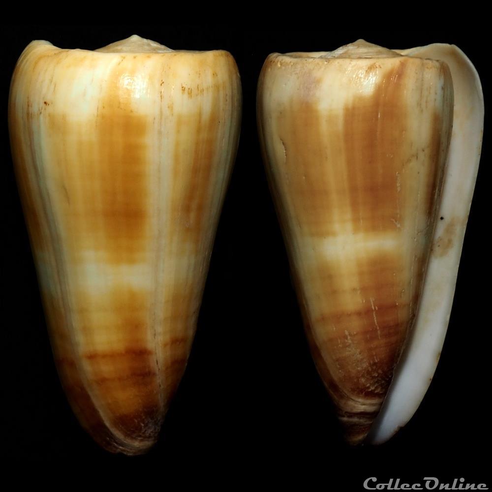 Strategoconus (Vituliconus) ferrugineus (Hwass in Bruguière, 1792) coquillage fossile gastropodum strategoconus vituliconus ferrugineus hwass in bruguiere 1792