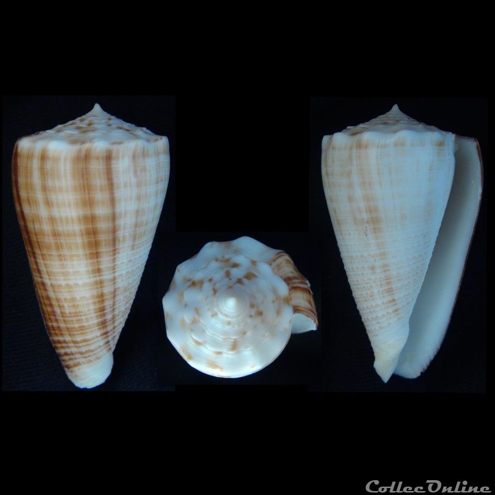 Asprella bocki (Sowerby III, 1881) coquillage fossile gastropodum asprella bocki sowerby iii 1881