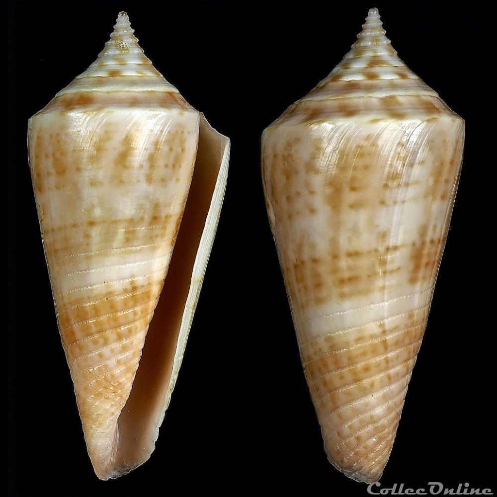 Fumiconus dictator (Melvill, 1898) coquillage fossile gastropodum fumiconus dictator melvill 1898