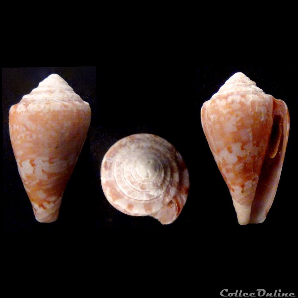 Floraconus (Ketyconus) tinianus (Hwass in Bruguière, 1792) coquillage fossile gastropodum floraconus ketyconus tinianus hwass in bruguiere 1792
