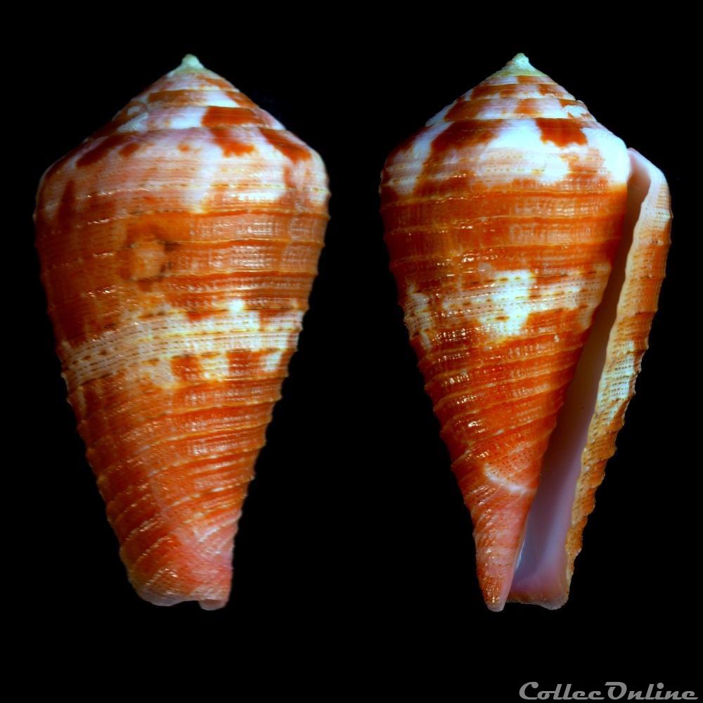 Rhizoconus pertusus pertusus (Hwass in Bruguière, 1792) coquillage fossile gastropodum rhizoconus pertusus pertusus hwass in bruguiere 1792
