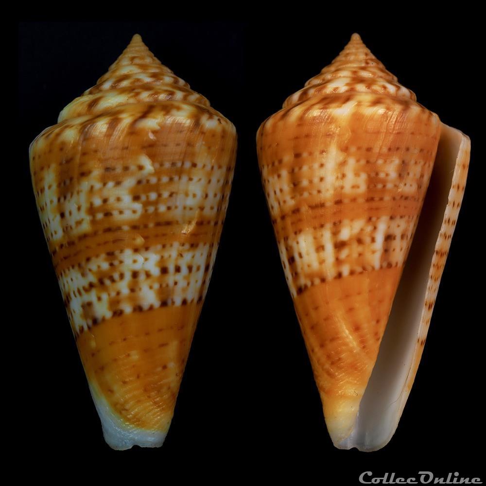 coquillage fossile gastropodum dauciconus dauciconus petestimpsoni petuch berschauer 2016