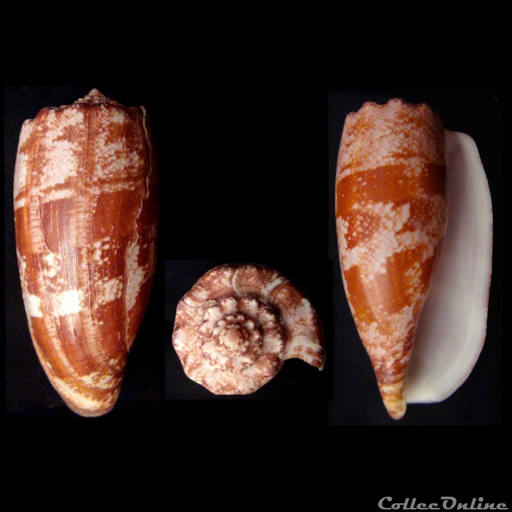 Gastridium geographus (Linnaeus, 1758) coquillage fossile gastropodum gastridium geographus linnaeus 1758