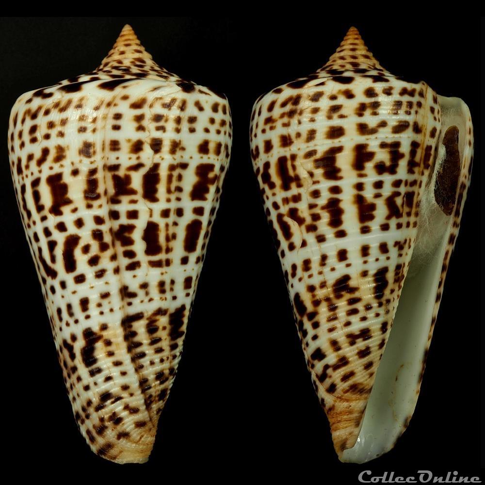 Lindaconus lorenzianus (Dillwyn, 1817) coquillage fossile gastropodum lindaconus lorenzianus dillwyn 1817