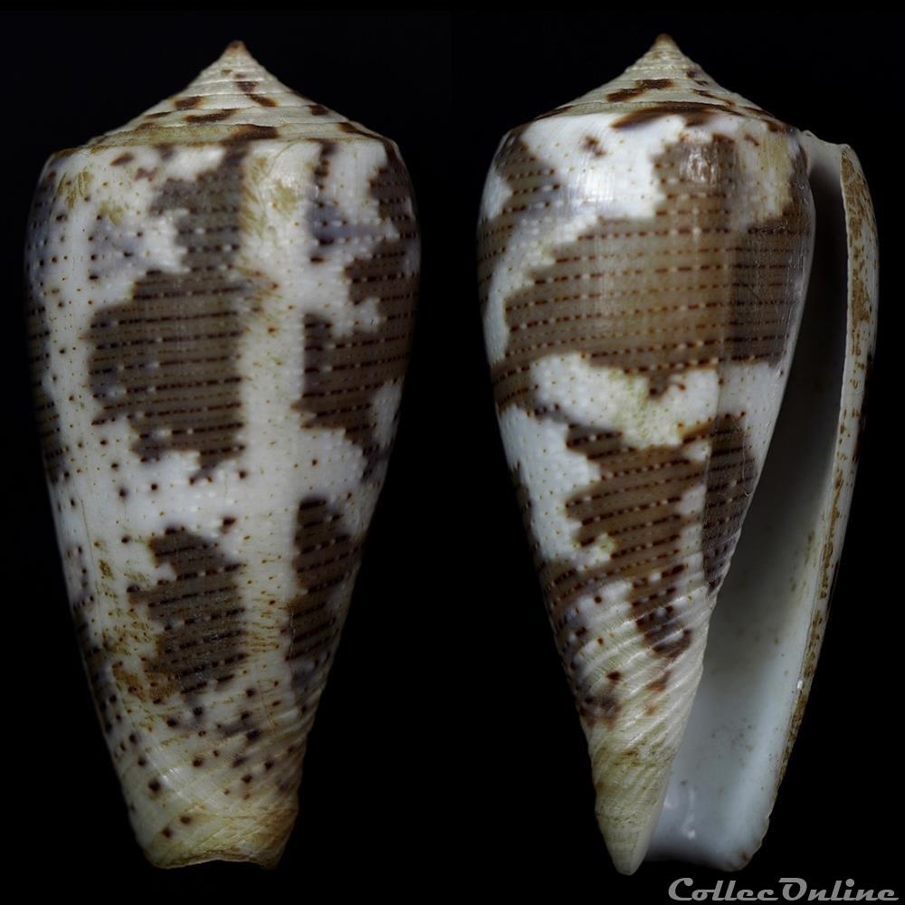 coquillage fossile gastropodum pionoconus cf magus 1
