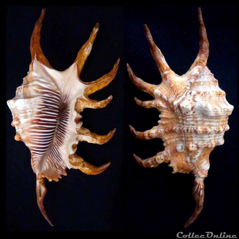 coquillage fossile gastropodum lambis robusta swainson 1821