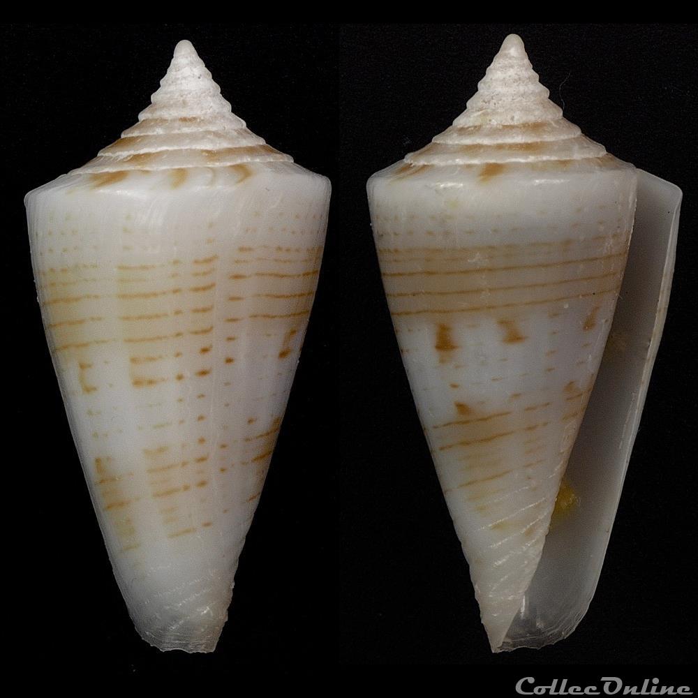Boucheticonus spirofilis (Habe & Kosuge, 1970) coquillage fossile gastropodum boucheticonus spirofilis habe kosuge 1970