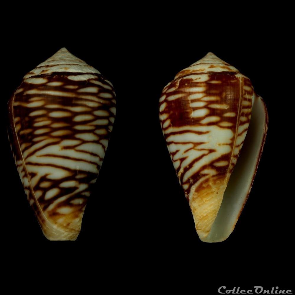 Lautoconus (Lautoconus) cf mercator (Linnaeus, 1758) coquillage fossile gastropodum lautoconus lautoconus cf mercator linnaeus 1758