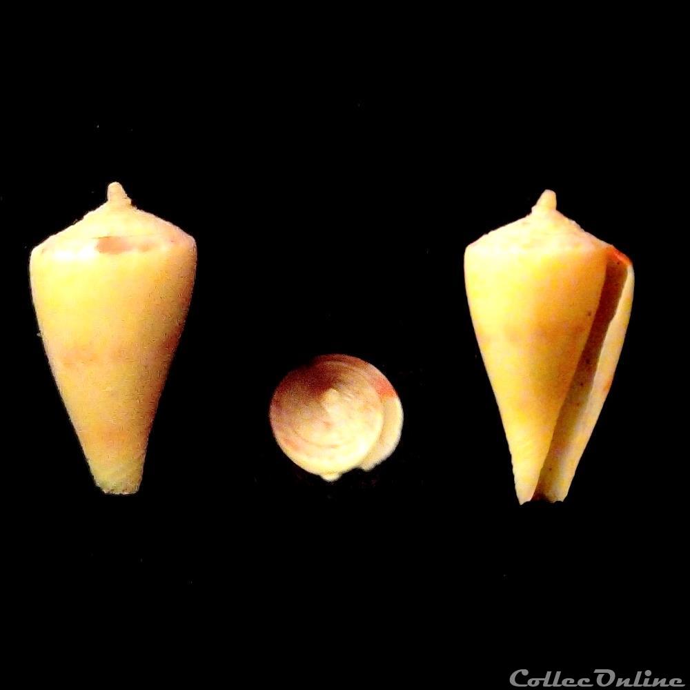 coquillage fossile gastropodum rhizoconus pertusus pertusus hwass in bruguiere 1792
