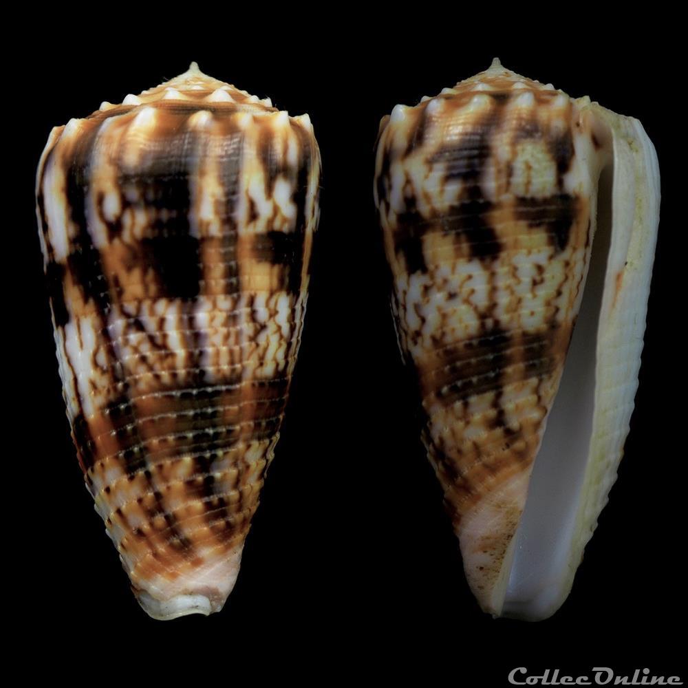 Phasmoconus (Fulgiconus) stainforthi (Reeve, 1843) coquillage fossile gastropodum phasmoconus fulgiconus stainforthi reeve 1843
