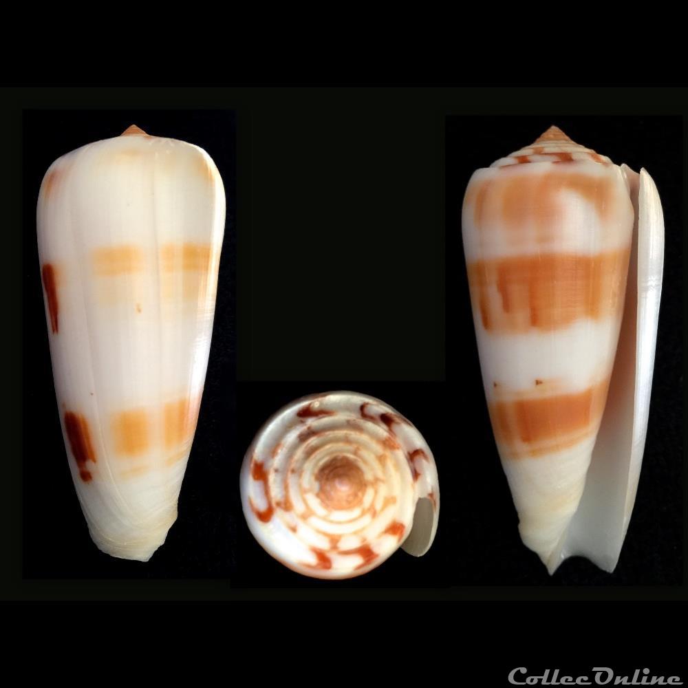 Pionoconus gubernator (Hwass in Bruguière, 1792) coquillage fossile gastropodum pionoconus gubernator hwass in bruguiere 1792