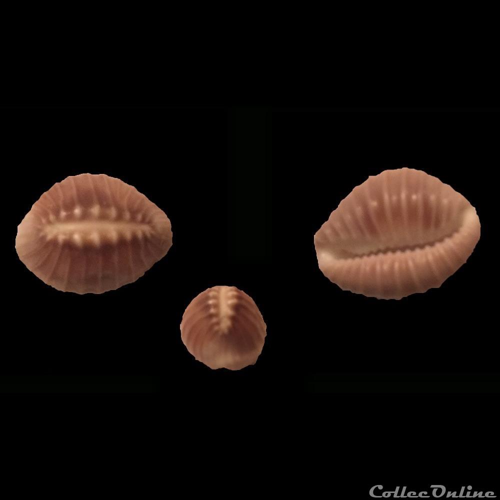 coquillage fossile gastropodum pusula solandri g b sowerby i 1832