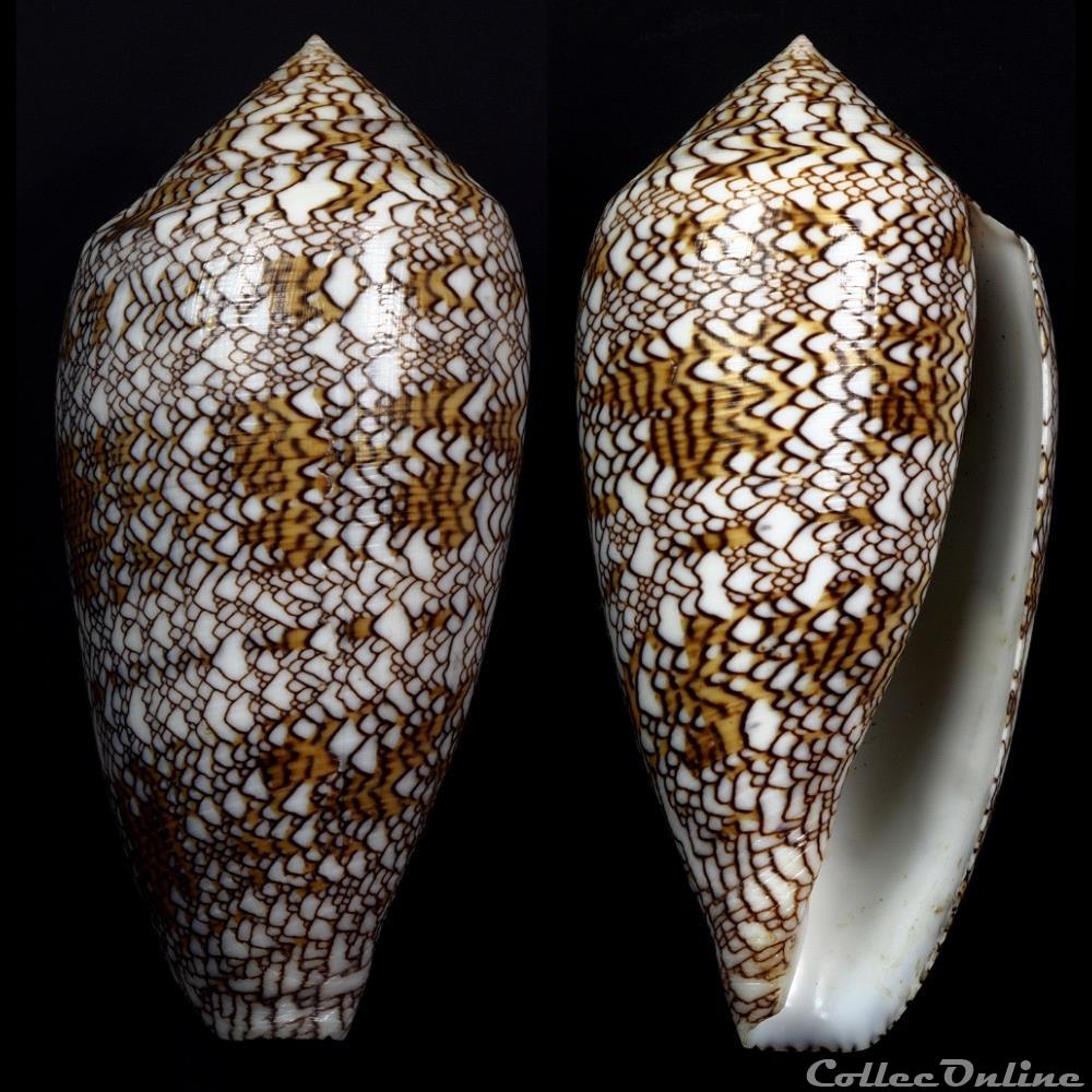 Cylindrus archiepiscopus f. pyramidalis (Lamarck, 1810) coquillage fossile gastropodum cylindrus archiepiscopus f pyramidalis lamarck 1810