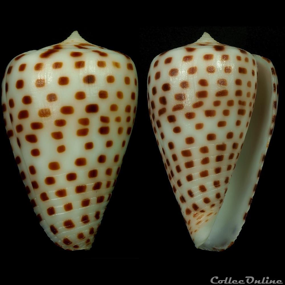 Tesseliconus crassus (Sowerby II, 1858) coquillage fossile gastropodum tesseliconus crassus sowerby ii 1858