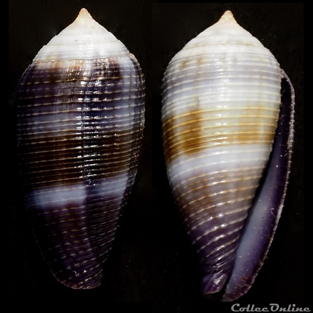 Leporiconus glans (Hwass in Bruguière, 1792) coquillage fossile gastropodum leporiconus glans hwass in bruguiere 1792