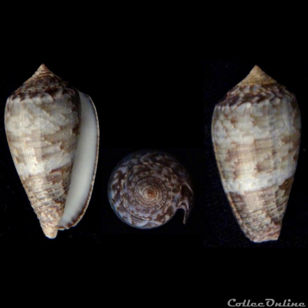 Pionoconus monachus (Linnaeus, 1758) coquillage fossile gastropodum pionoconus monachus linnaeus 1758