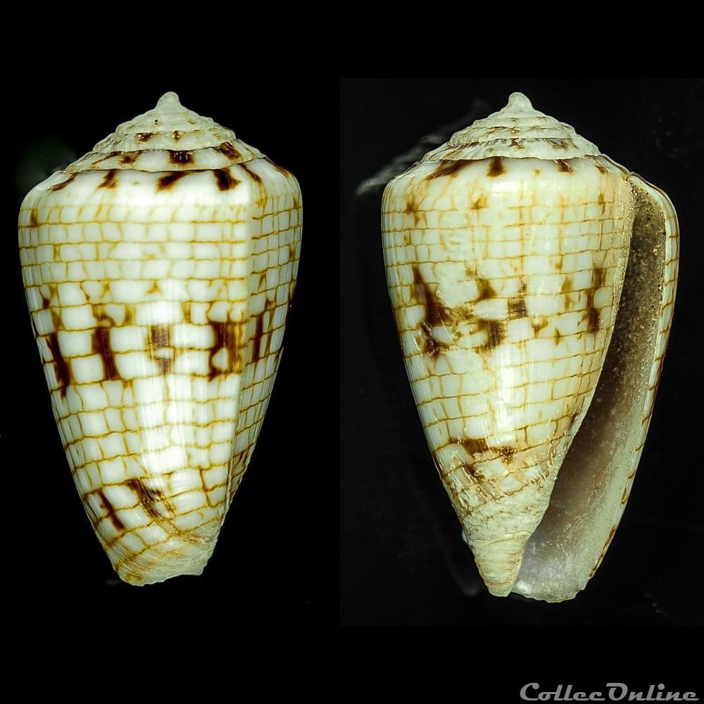 Quasiconus melvilli (Sowerby III, 1879) coquillage fossile gastropodum quasiconus melvilli sowerby iii 1879