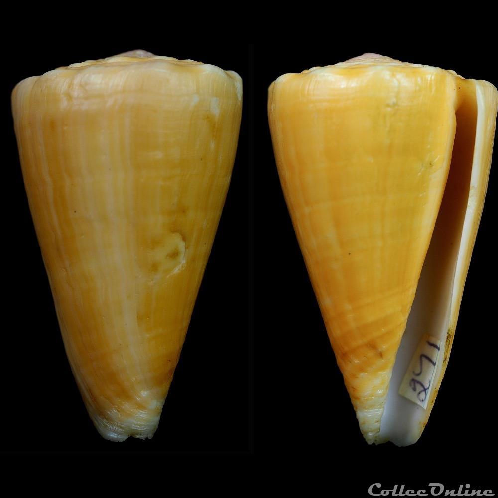 Ductoconus (Ductoconus) apogrammatus (Dall, 1910) coquillage fossile gastropodum ductoconus ductoconus apogrammatus dall 1910