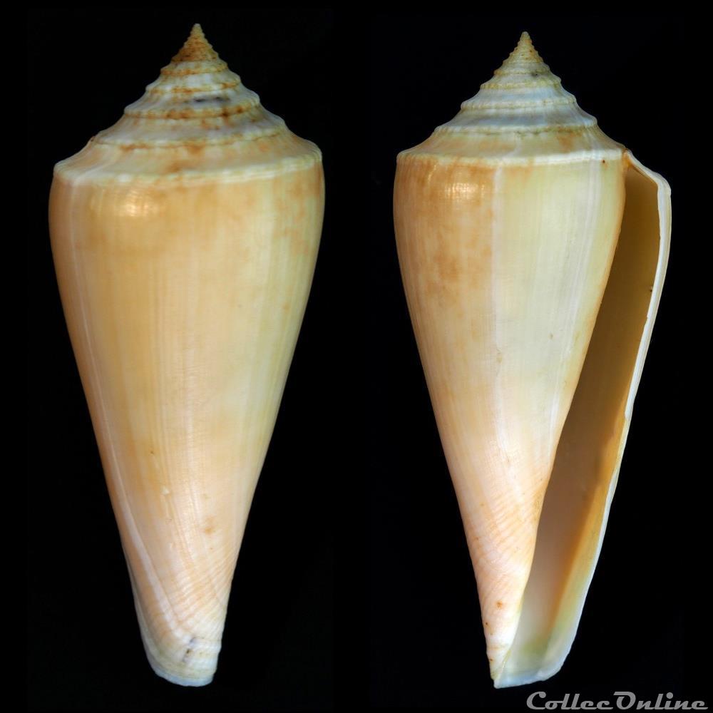 Profundiconus neotorquatus (da Mo a, 1985) coquillage fossile gastropodum profundiconus neotorquatus da mo a 1985