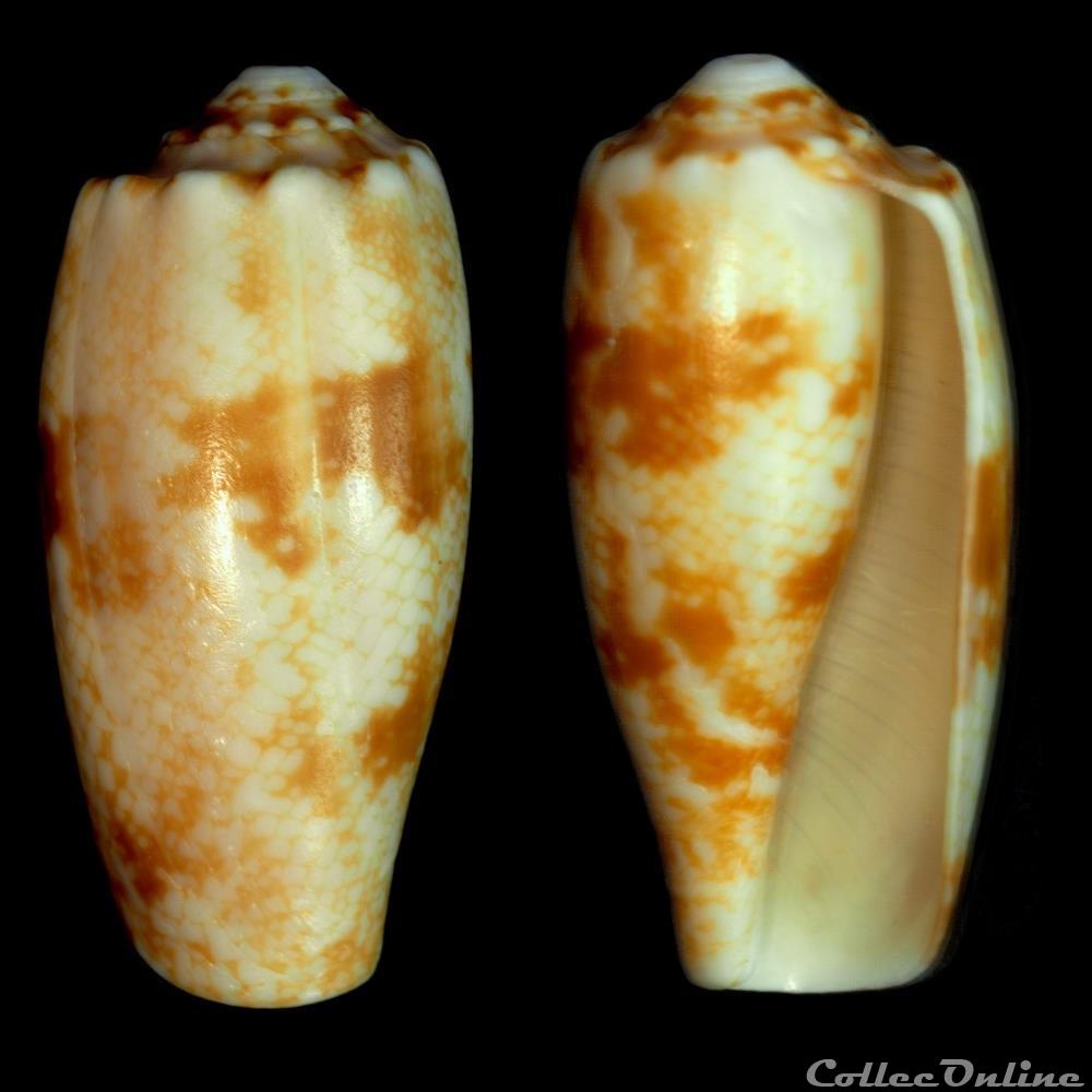 Gastridium eldredi (Morrison, 1955) coquillage fossile gastropodum gastridium eldredi morrison 1955