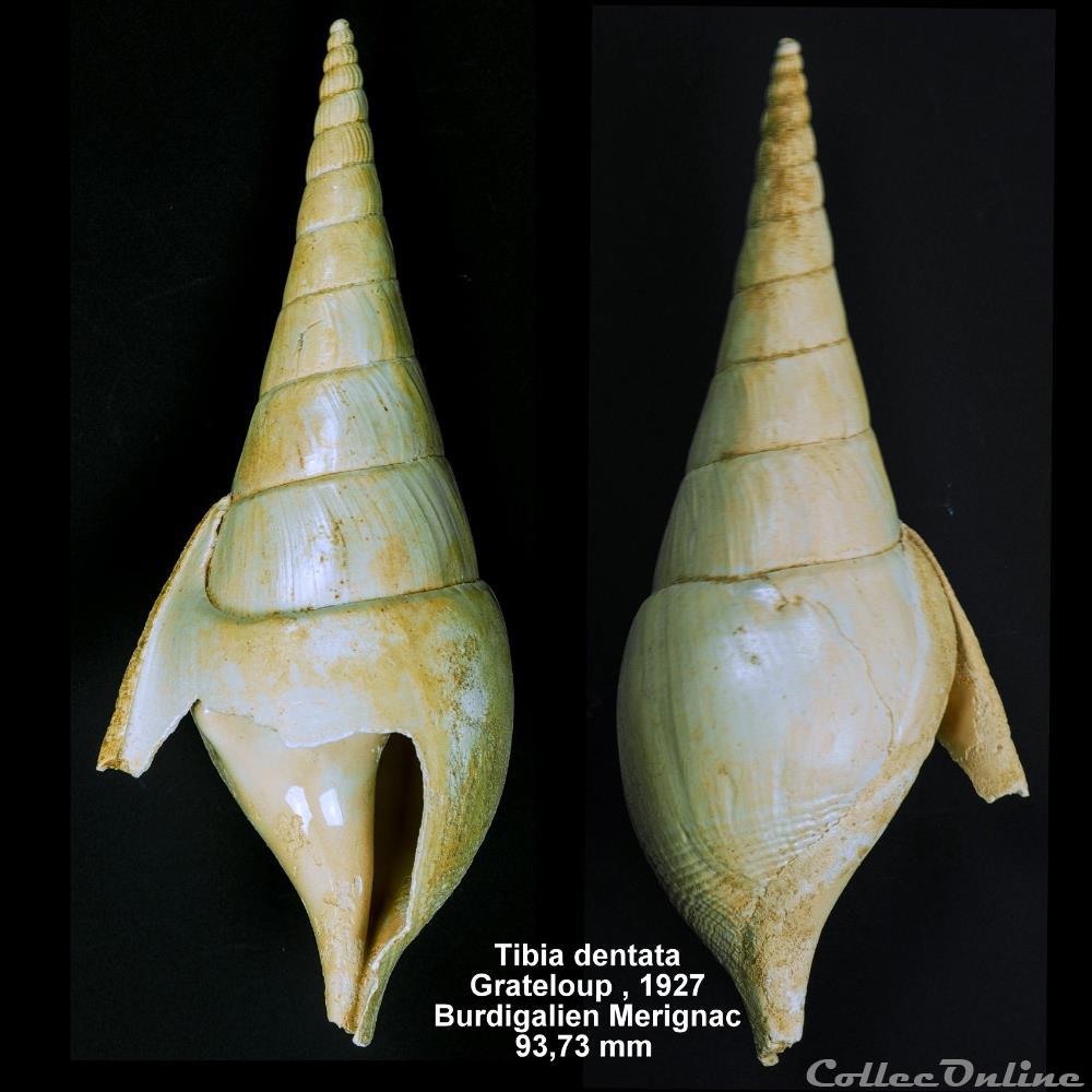 Tibia dentata, Grateloup 1927 coquillage fossile invertebre tibia dentata grateloup 1927