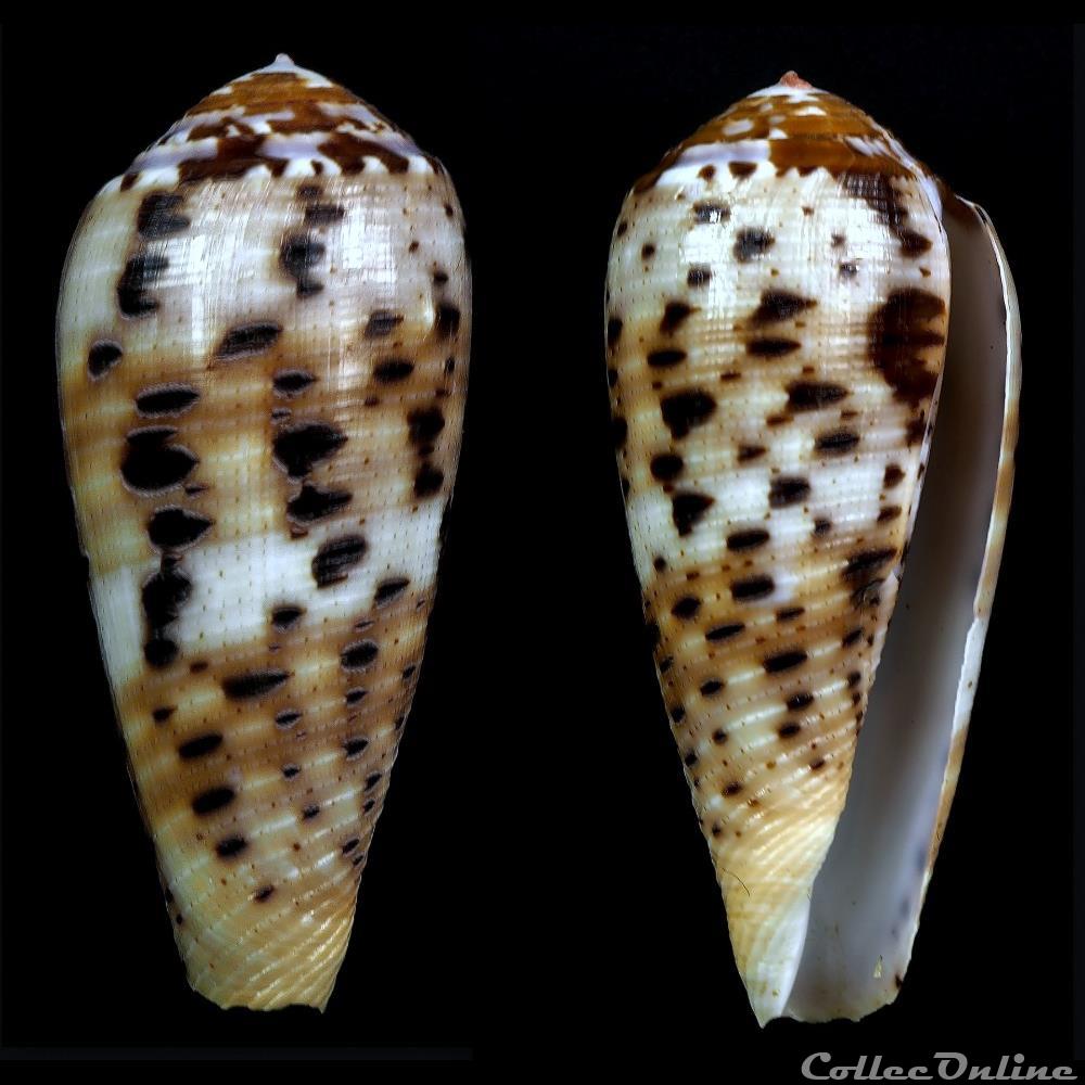 coquillage fossile gastropodum pionoconus circumcisus born 1778