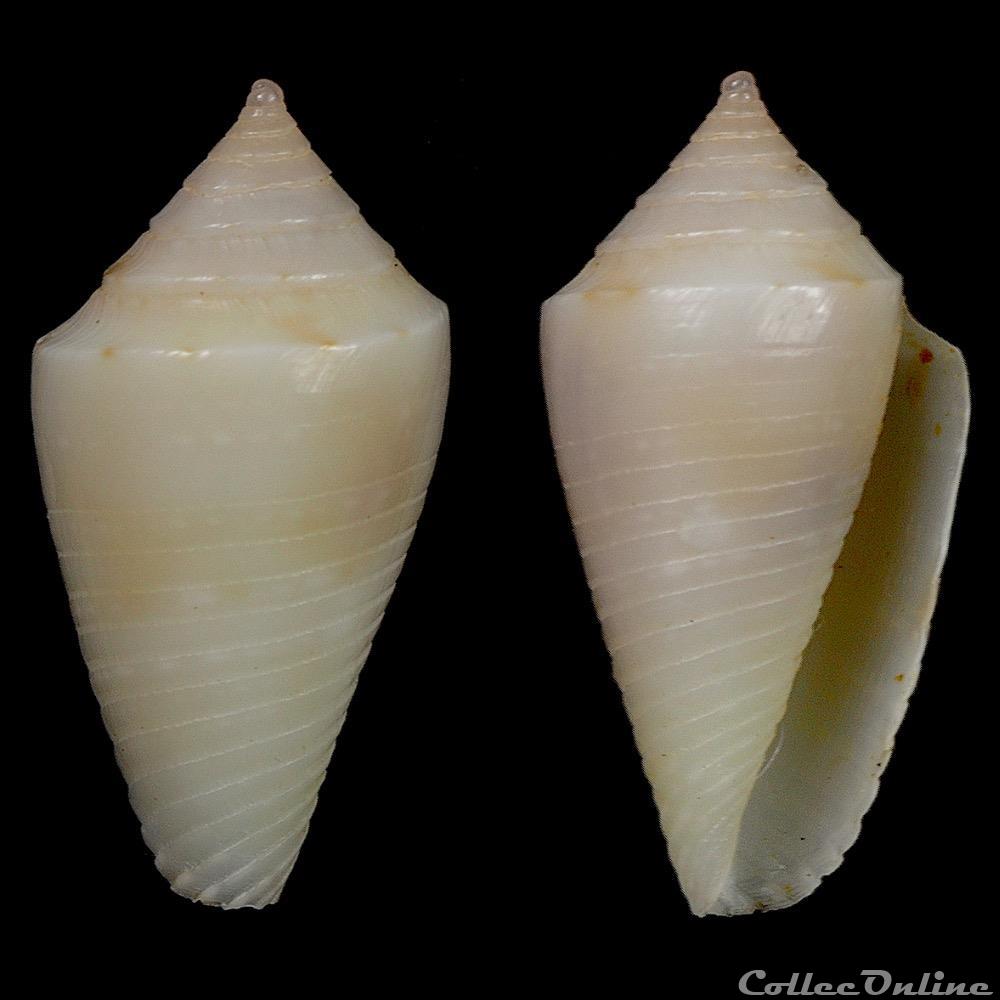 Ximeniconus (Jaspidiconus) herndli Petuch & Myers, 2014 coquillage fossile gastropodum ximeniconus jaspidiconus herndli petuch myers 2014