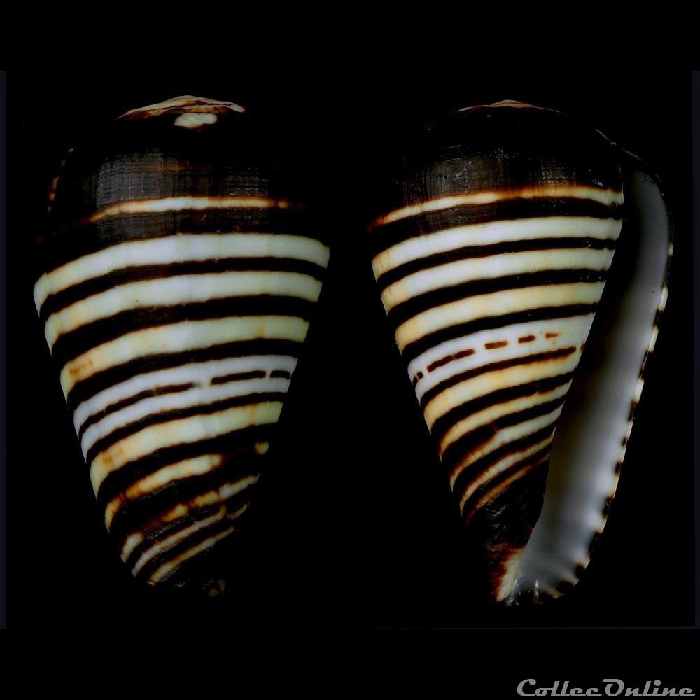 coquillage fossile gastropodum lautoconus varioconus chytreus melvill 1884