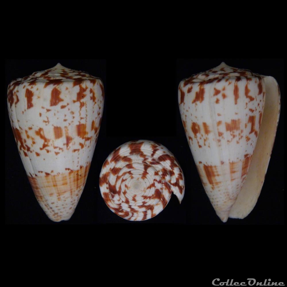 Puncticulis caracteristicus (Fischer von Waldheim, 1807) coquillage fossile gastropodum puncticulis caracteristicus fischer von waldheim 1807