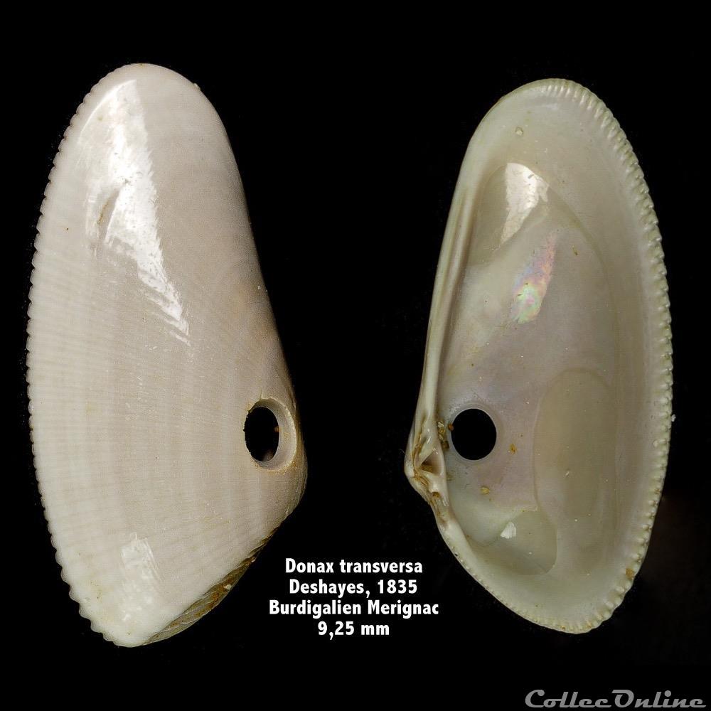 Donax transversa, Deshayes, 1835 coquillage fossile invertebre donax transversa deshayes 1835