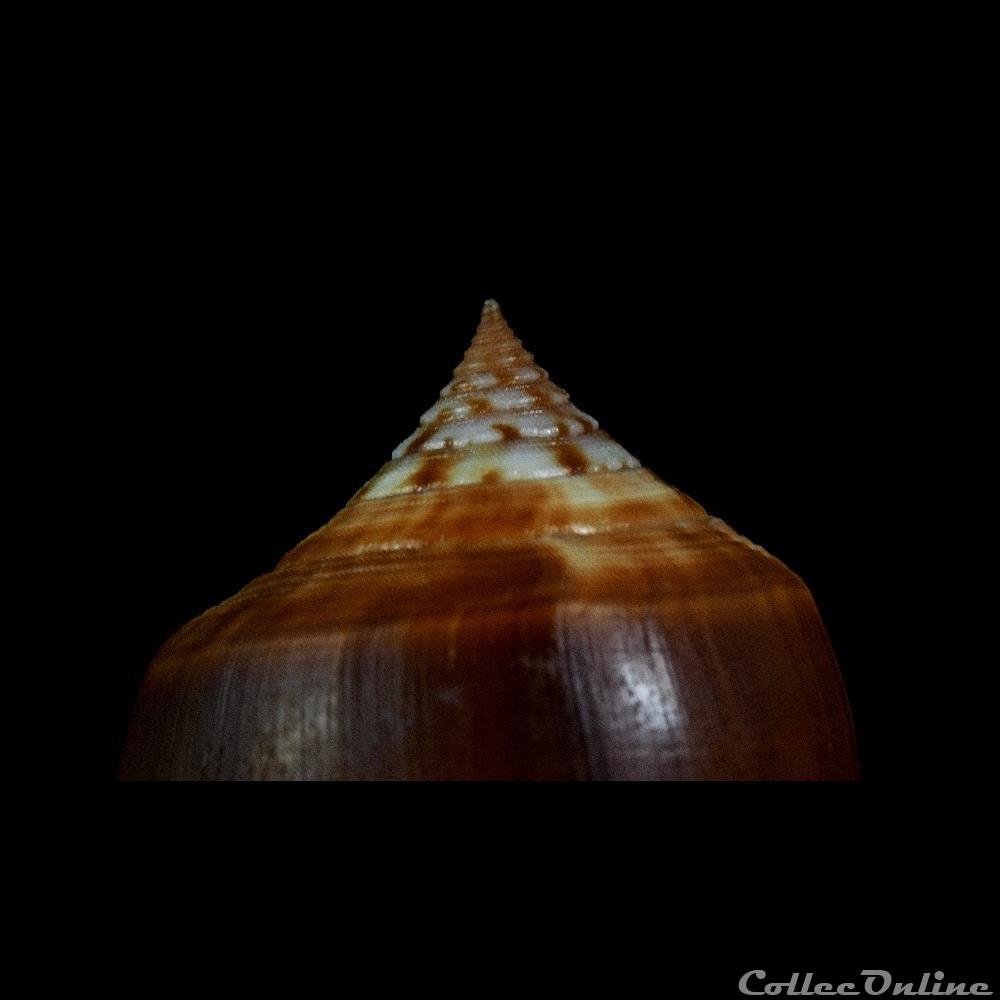 Phasmoconus (Phasmoconus) tmetus (Tomlin, 1937) 3 coquillage fossile gastropodum phasmoconus phasmoconus tmetus tomlin 1937